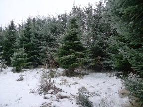 Flotte juletræer i sneen
